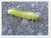 Klicken Sie auf das Bild, um es zu vergr&ouml;&szlig;ern